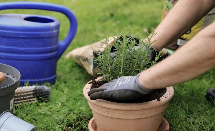 Planting Something